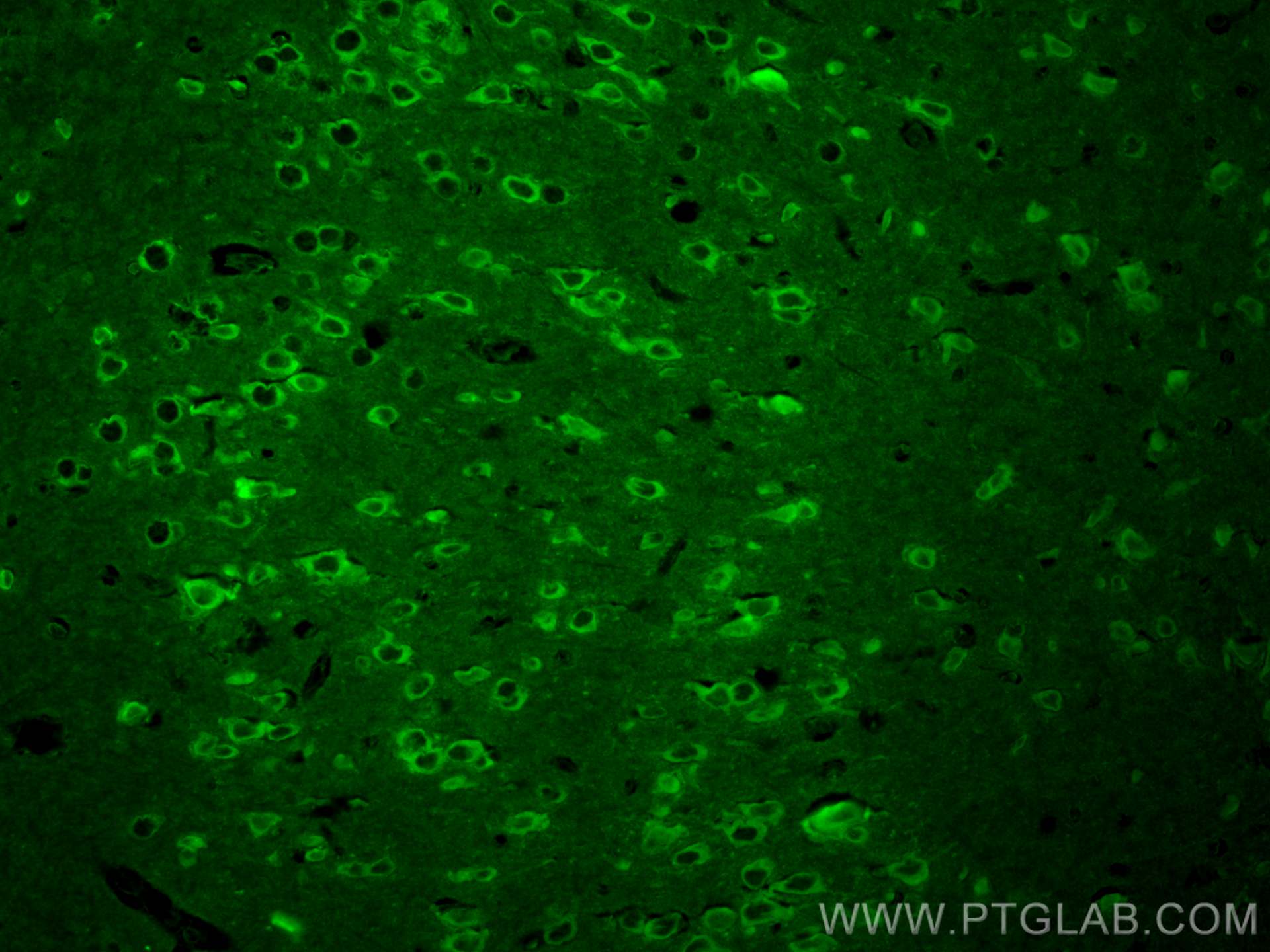 IF Staining of mouse brain using CL488-29800