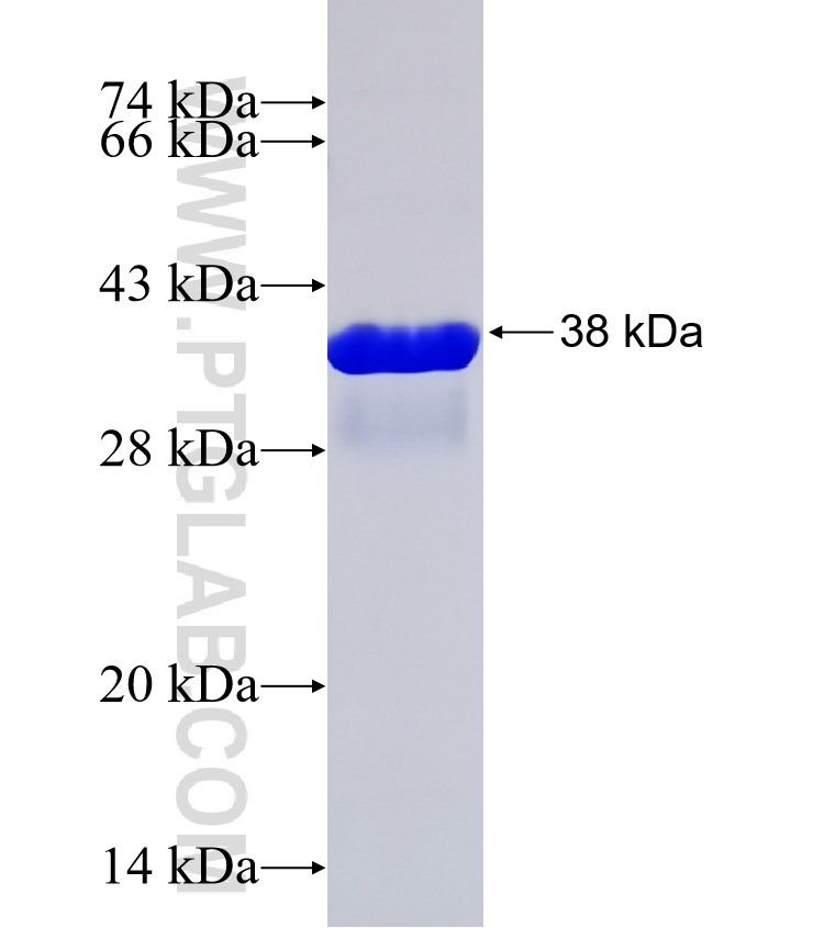 DCLK1 fusion protein Ag32007 SDS-PAGE