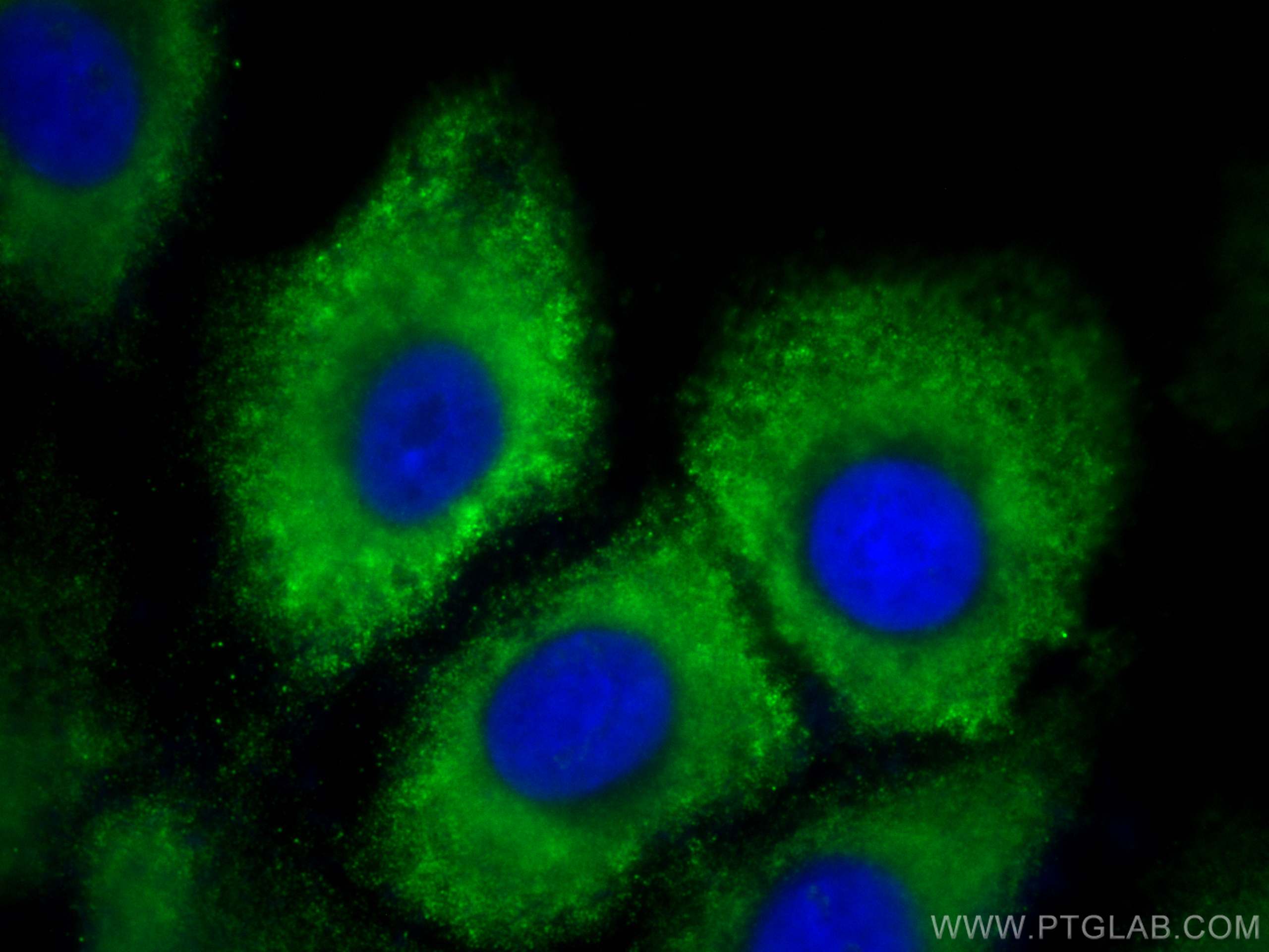 IF Staining of A549 using CL488-68114