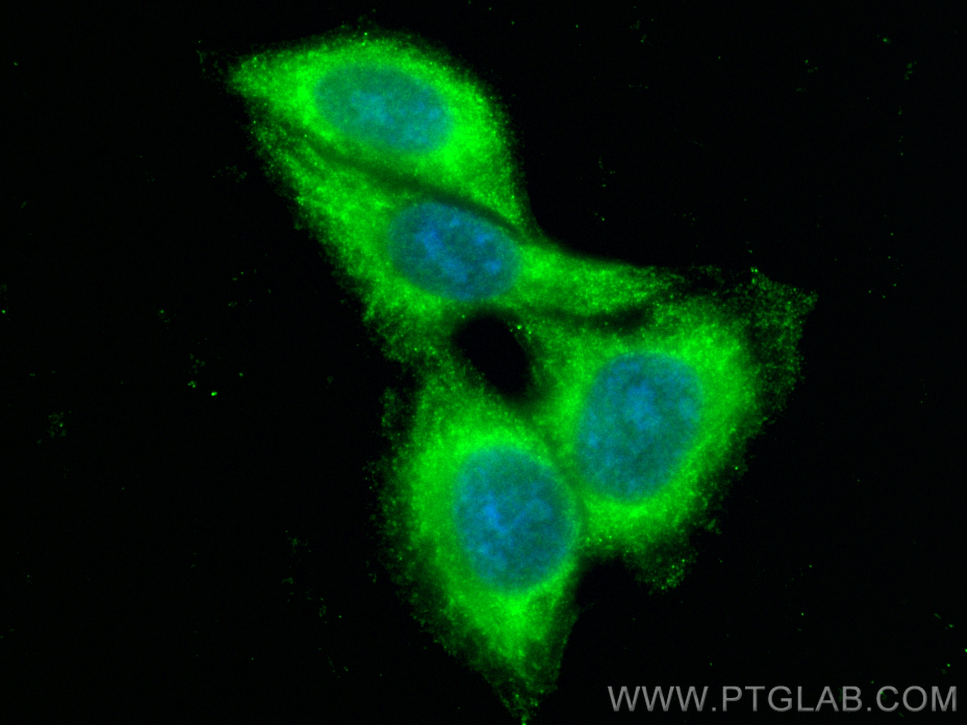 IF Staining of HepG2 using CL488-16784