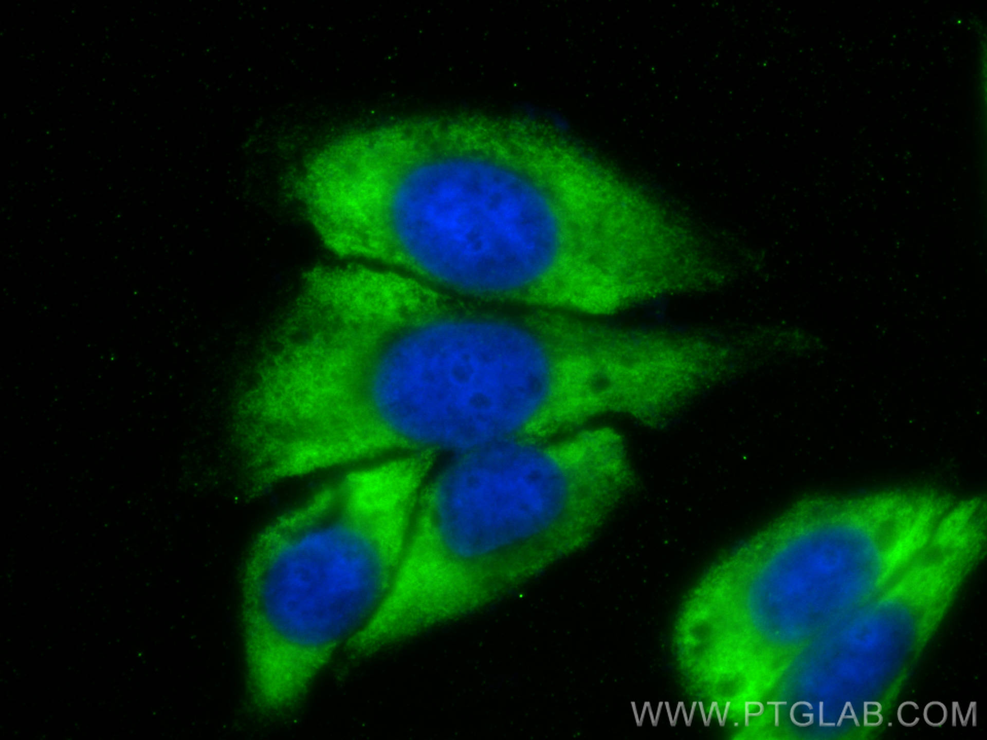 IF Staining of HepG2 using CL488-68357