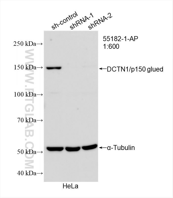 WB analysis of HeLa using 55182-1-AP