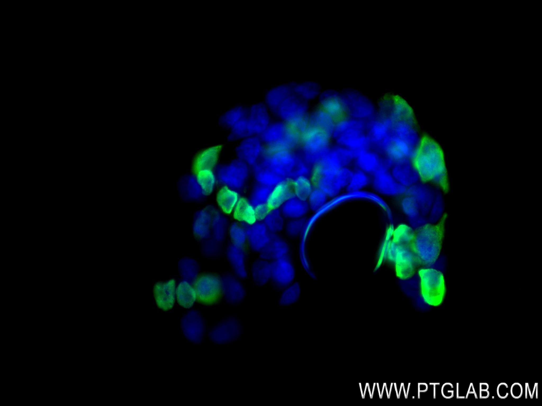 IF Staining of Transfected HEK-293 using 80010-1-RR