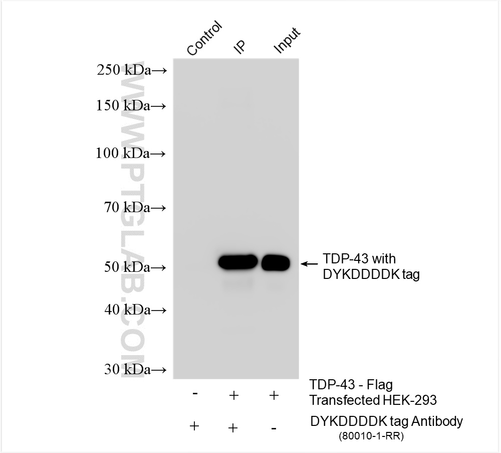 IP experiment of Transfected HEK-293 using 80010-1-RR