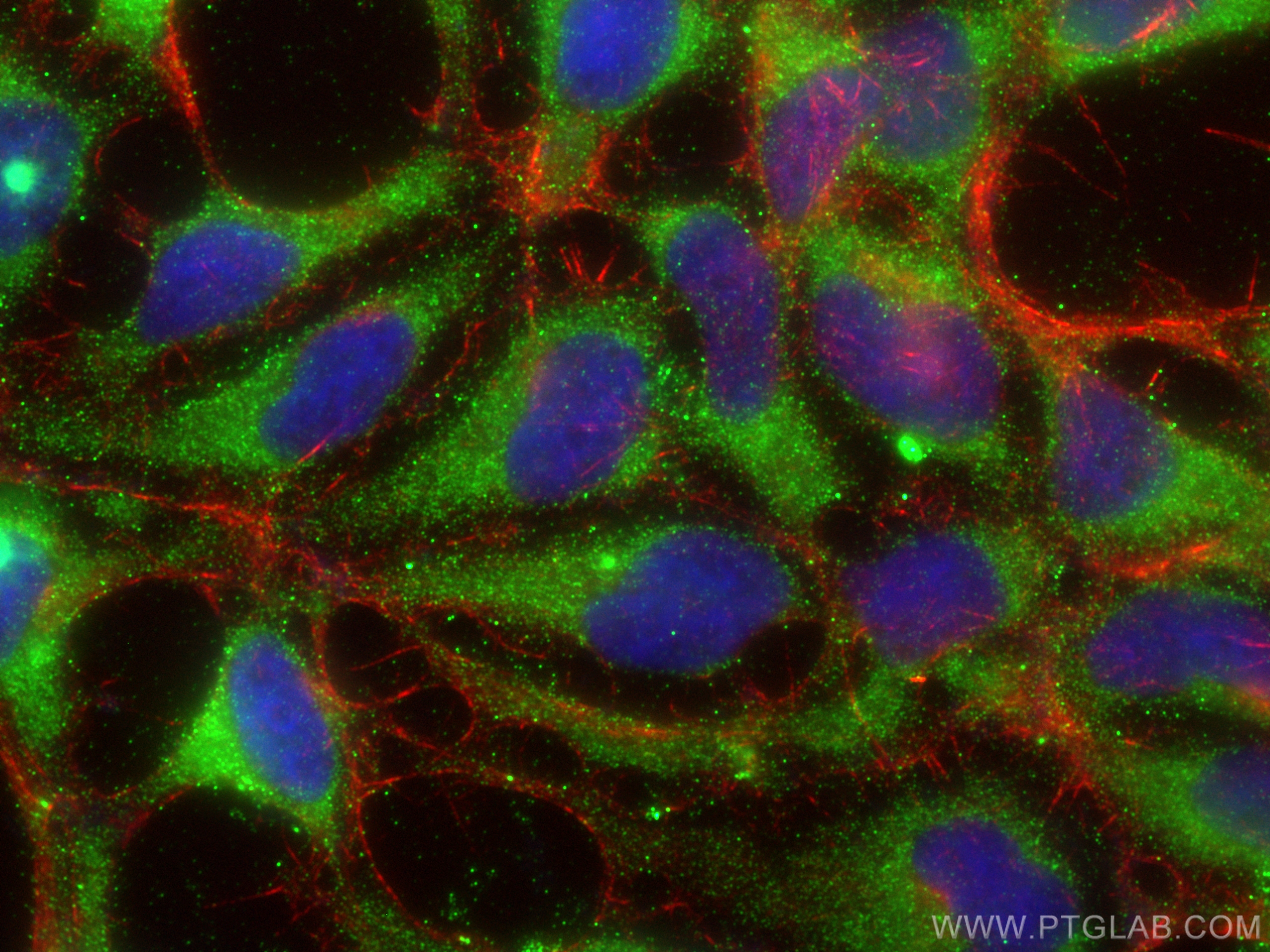 IF Staining of HEK-293 using 26297-1-AP