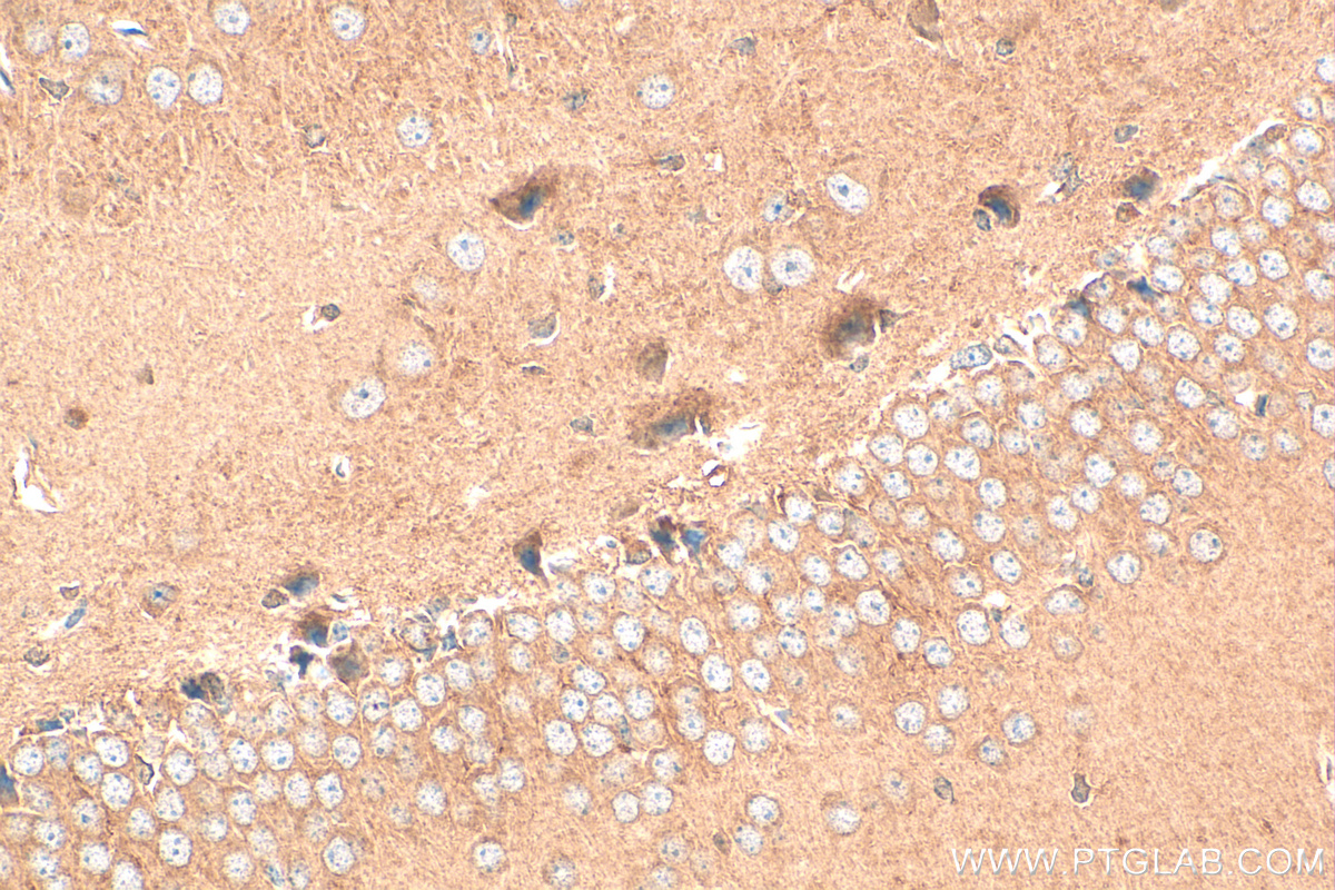 IHC staining of mouse brain using 26297-1-AP