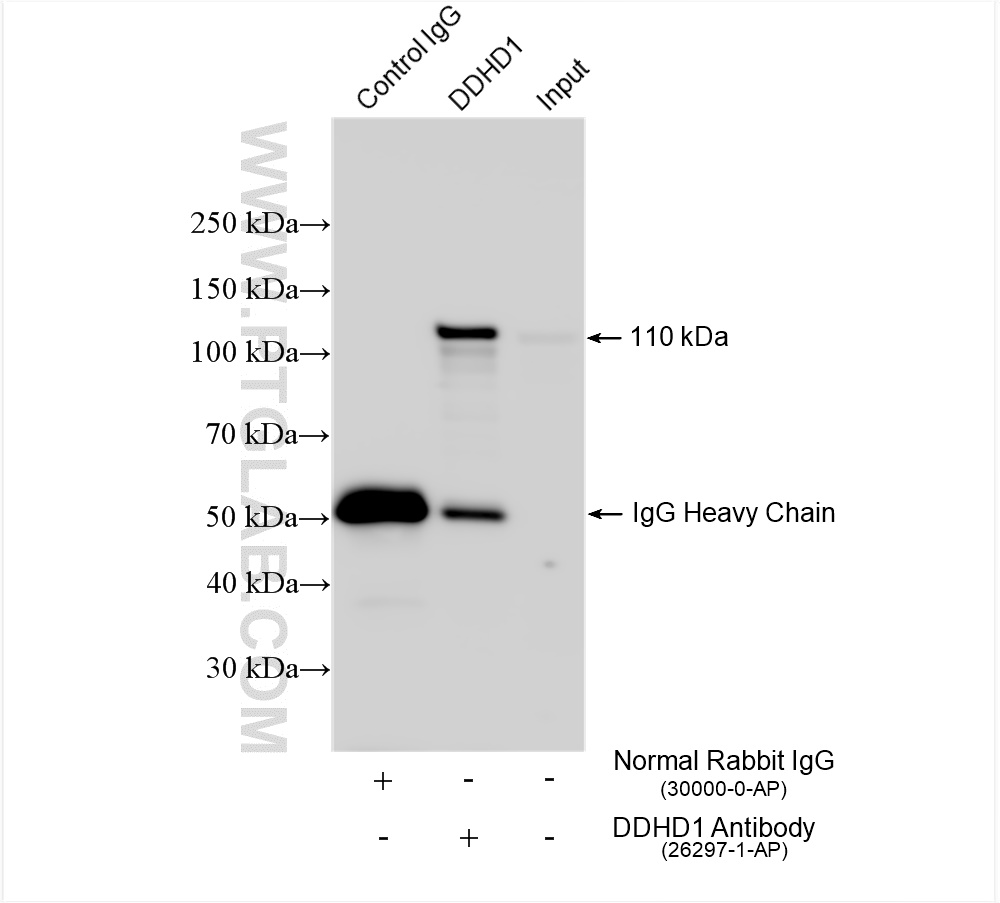 IP experiment of mouse brain using 26297-1-AP