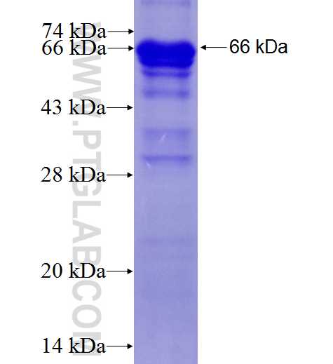 DDI1 fusion protein Ag4992 SDS-PAGE