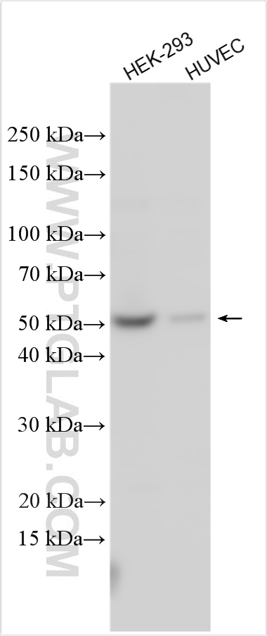 WB analysis using 25377-1-AP