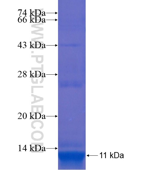 DDI2 fusion protein Ag21953 SDS-PAGE