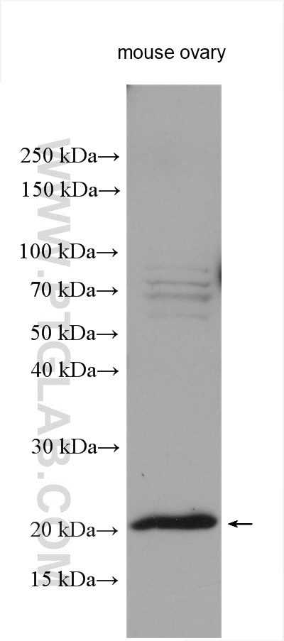 WB analysis of mouse ovary using 12094-1-AP