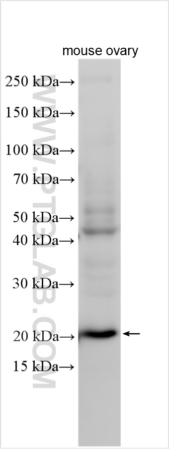 WB analysis using 28490-1-AP