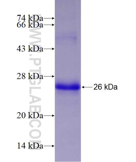 DDIT4L fusion protein Ag28681 SDS-PAGE