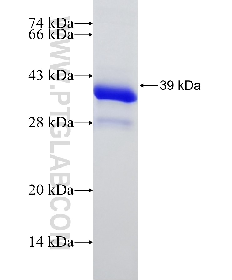 DDIT4L fusion protein Ag29616 SDS-PAGE