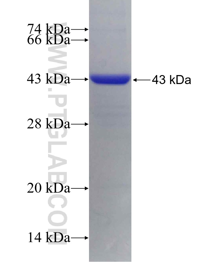 DDO fusion protein Ag29876 SDS-PAGE