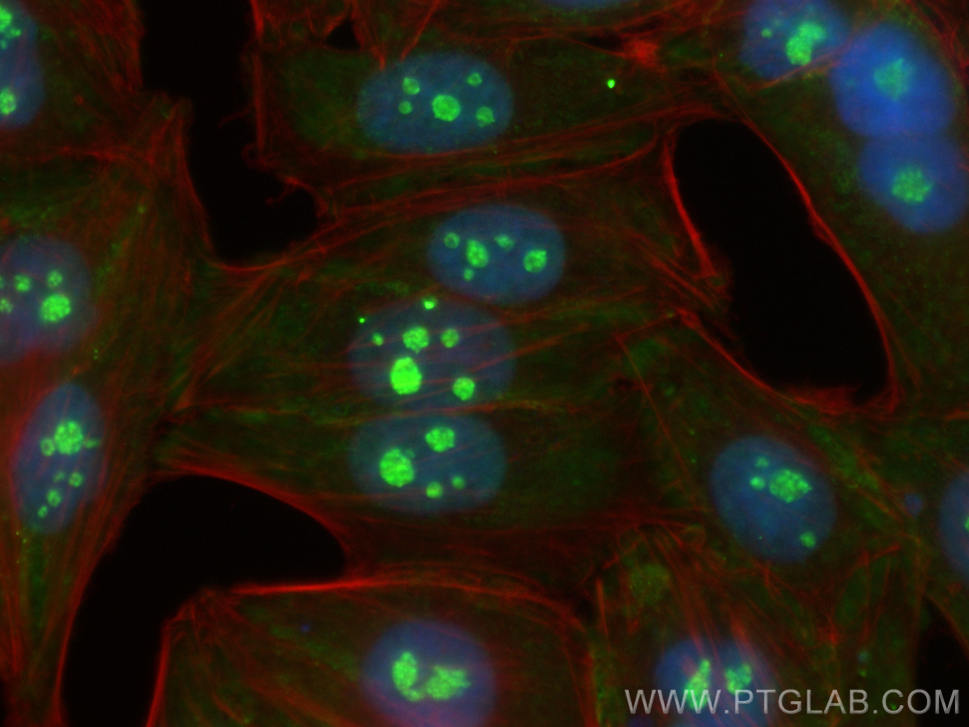 IF Staining of HepG2 using CL488-66925