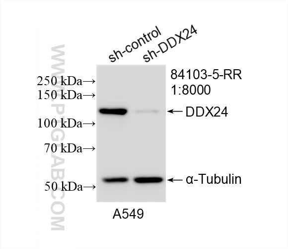 WB analysis of A549 using 84103-5-RR