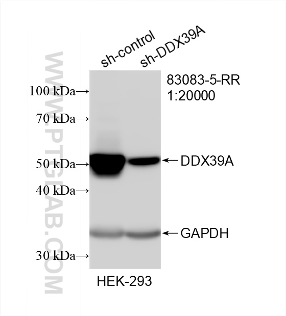 WB analysis of HEK-293 using 83083-5-RR (same clone as 83083-5-PBS)