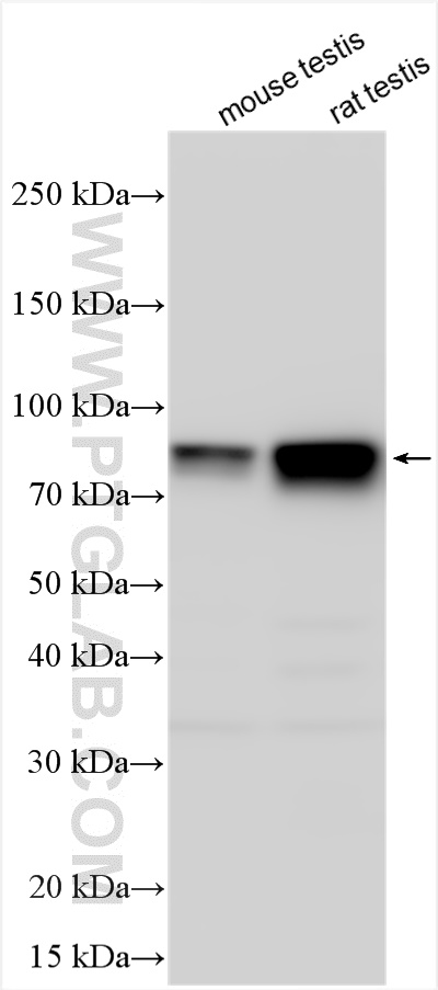 WB analysis using 51042-1-AP