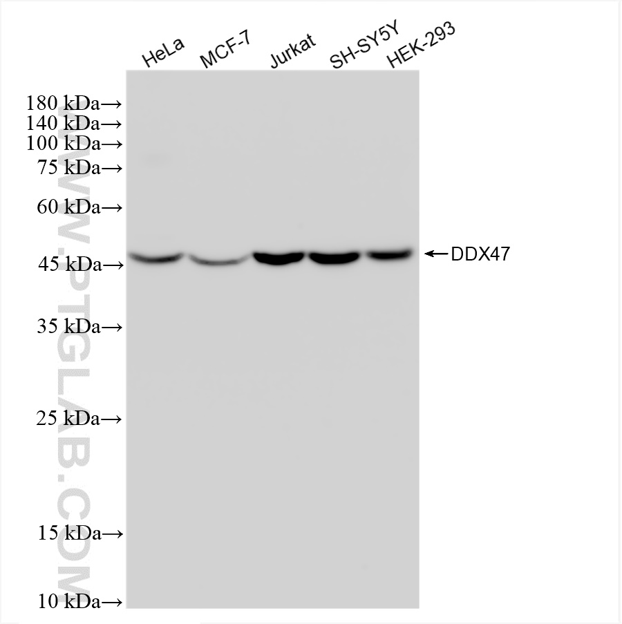 WB analysis using 83287-3-RR (same clone as 83287-3-PBS)