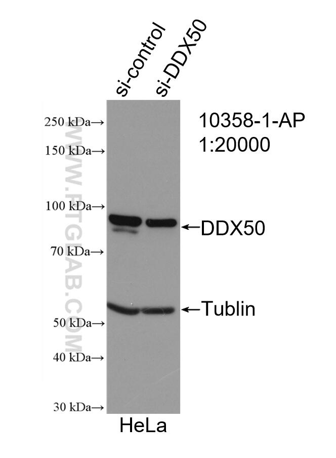 WB analysis of HeLa using 10358-1-AP