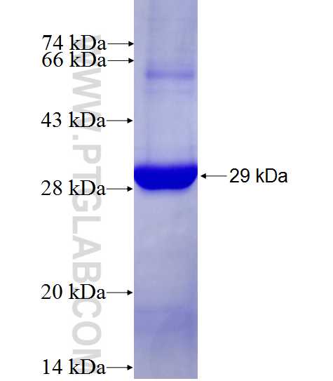 DDX55 fusion protein Ag27324 SDS-PAGE