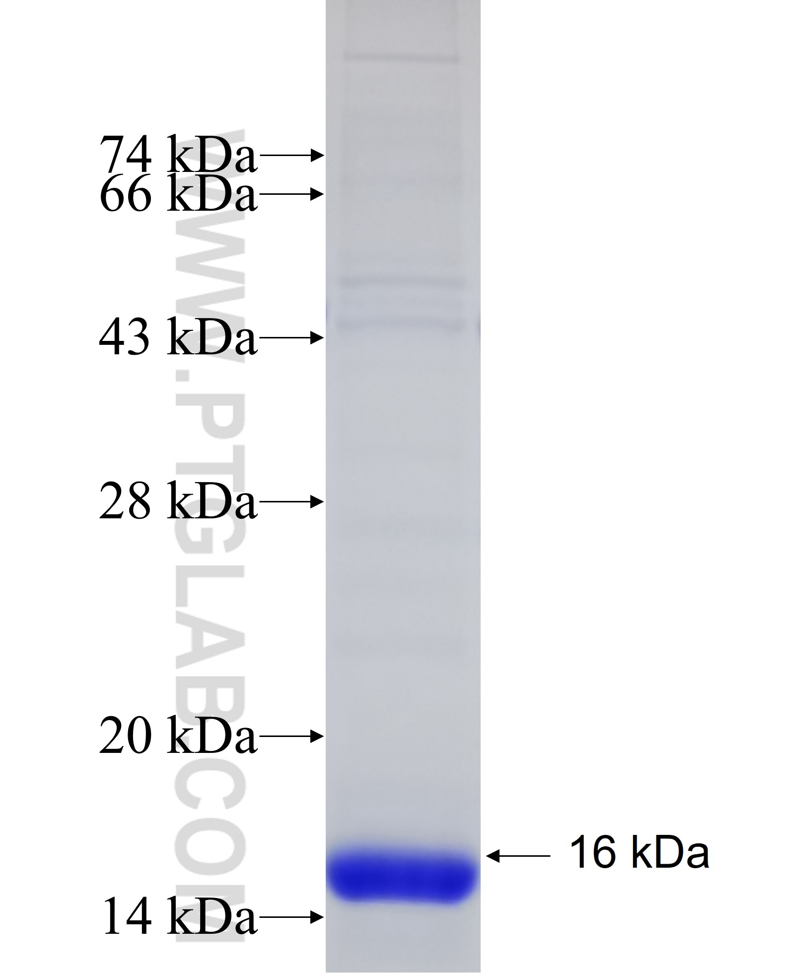 DEFB121 fusion protein Ag22789 SDS-PAGE