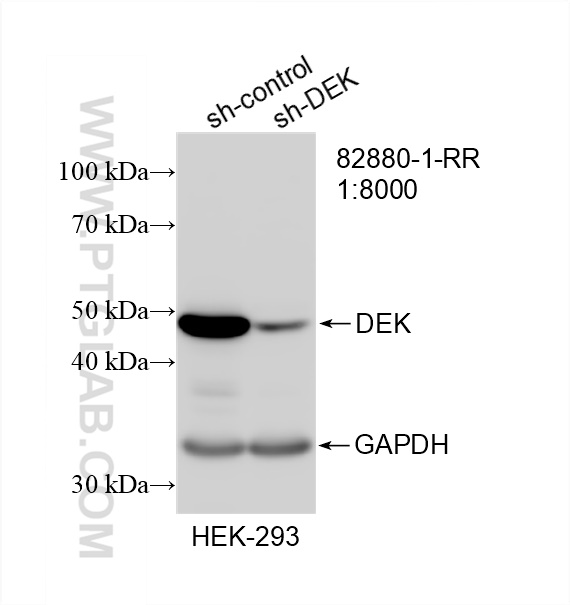 WB analysis of HEK-293 using 82880-1-RR