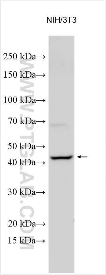 WB analysis using 25991-1-AP