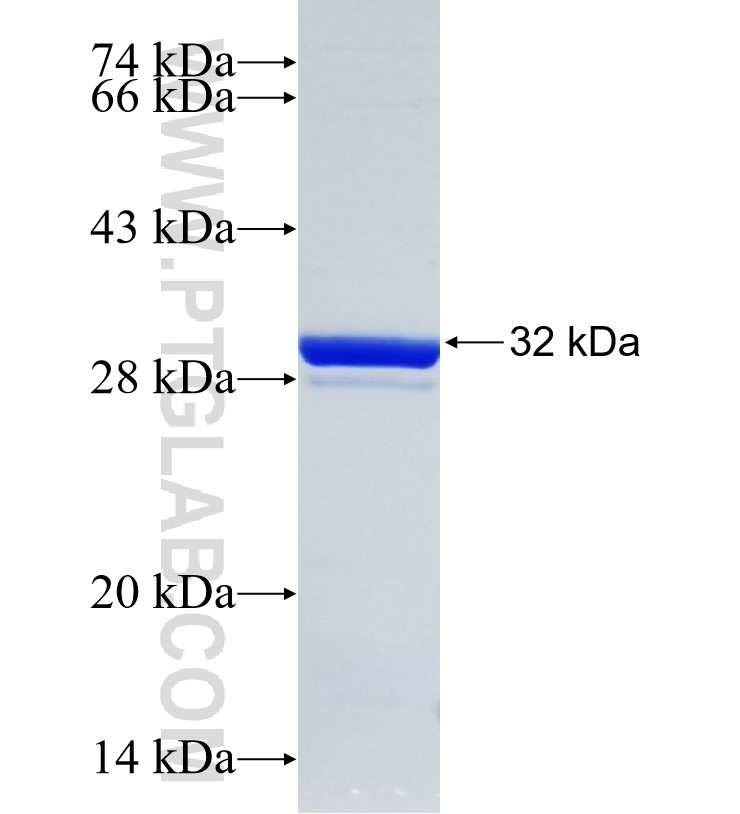 DENND5A fusion protein Ag25168 SDS-PAGE