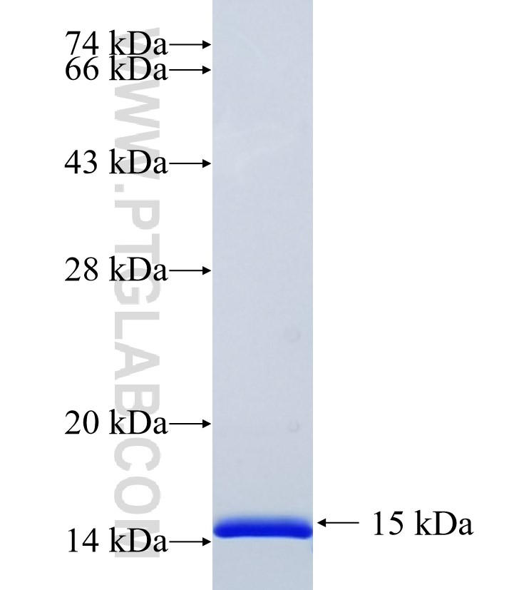 DFNA5 fusion protein Ag35233 SDS-PAGE