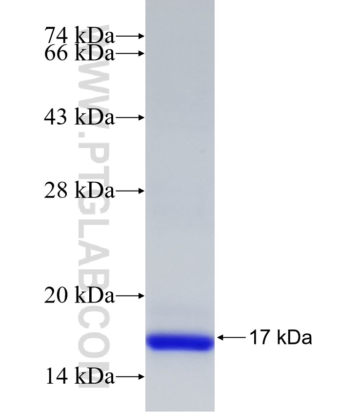 DGAT1 fusion protein Ag32708 SDS-PAGE