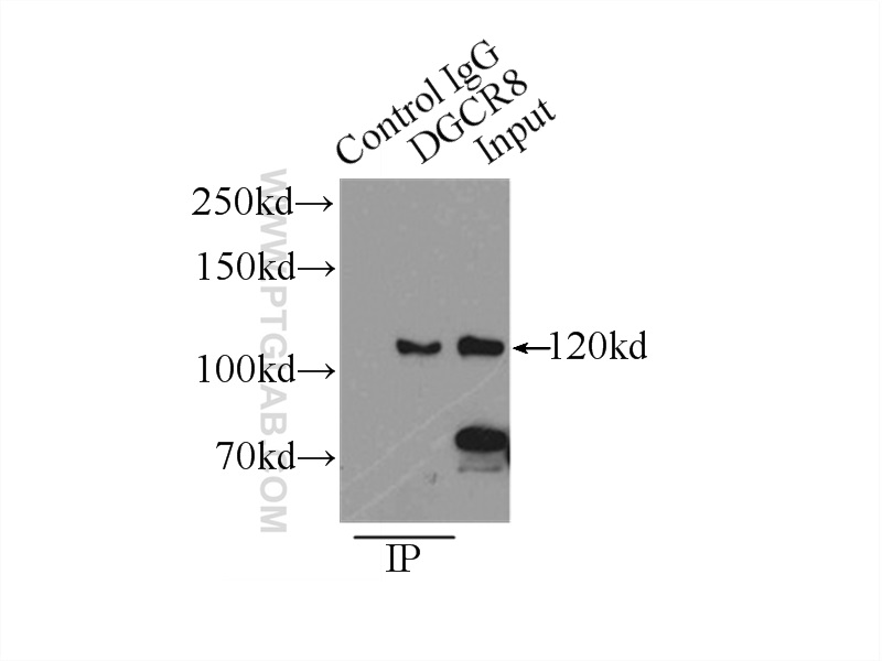 IP Result of anti-DGCR8 C-terminal (IP: 10996-1-AP, 3ug; Detection: 10996-1-AP, 1:800) with HEK-293 cells lysate 2700ug