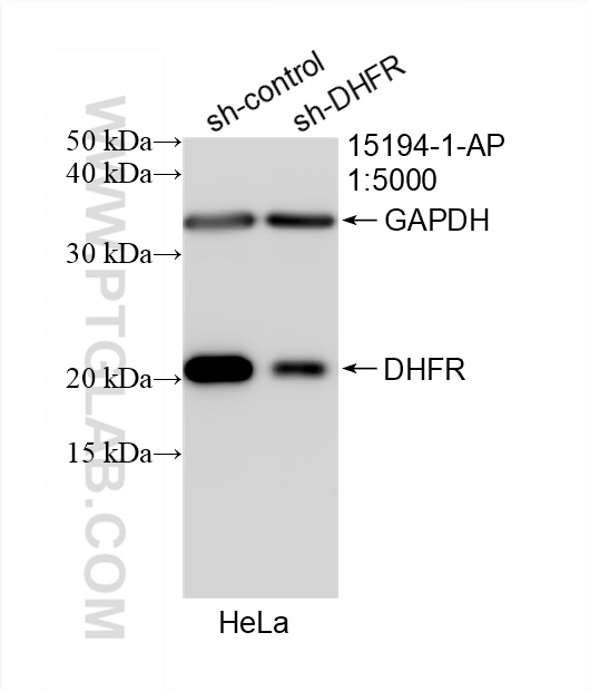 WB analysis of HeLa using 15194-1-AP