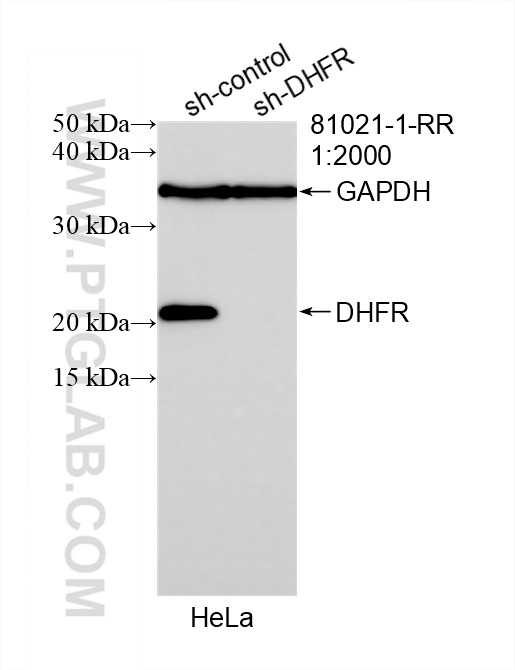 WB analysis of HeLa using 81021-1-RR (same clone as 81021-1-PBS)