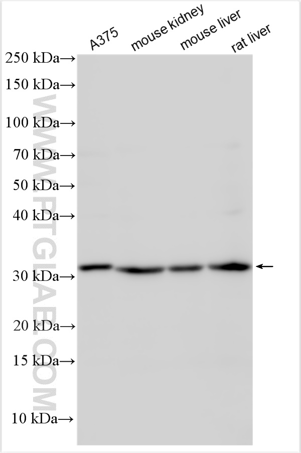 WB analysis using 15393-1-AP