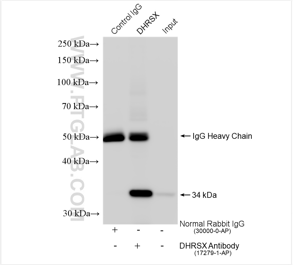 IP experiment of HeLa using 17279-1-AP