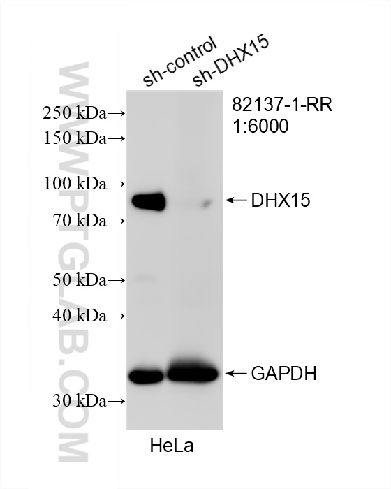 WB analysis of HeLa using 82137-1-RR