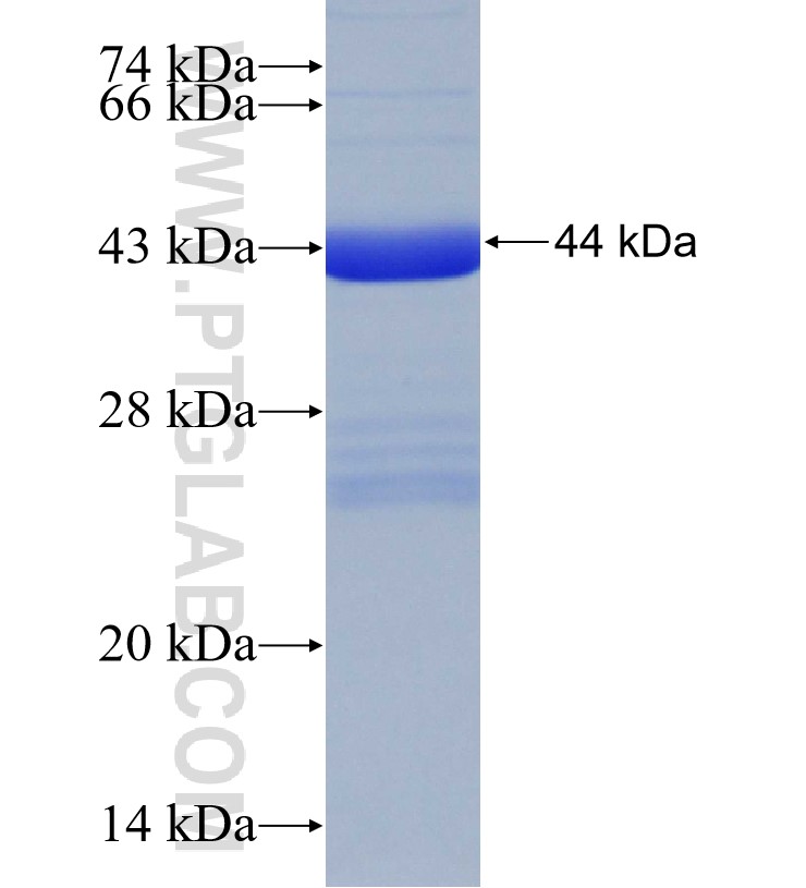 DHX58 fusion protein Ag30760 SDS-PAGE