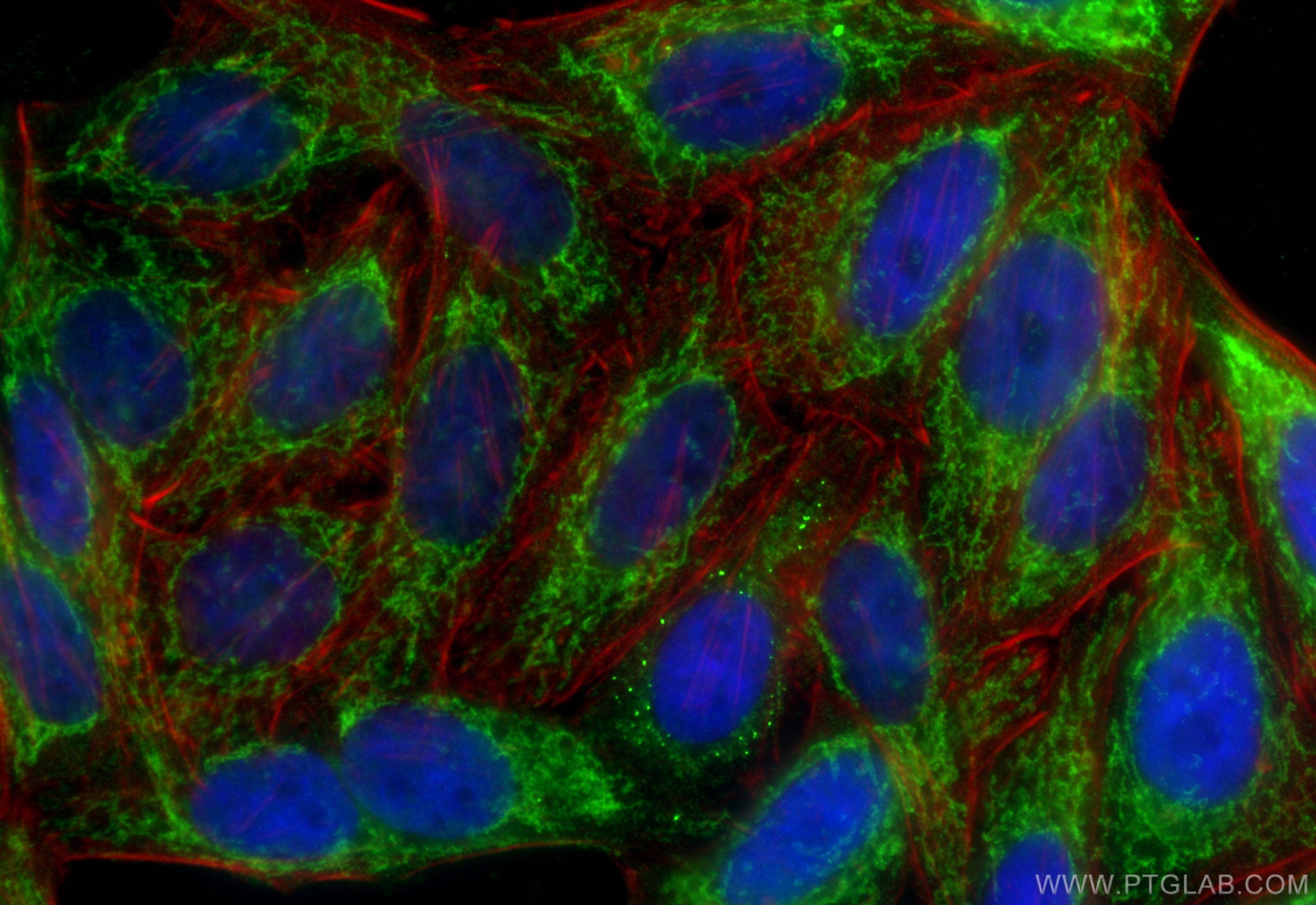 IF Staining of HepG2 using 68480-1-Ig (same clone as 68480-1-PBS)