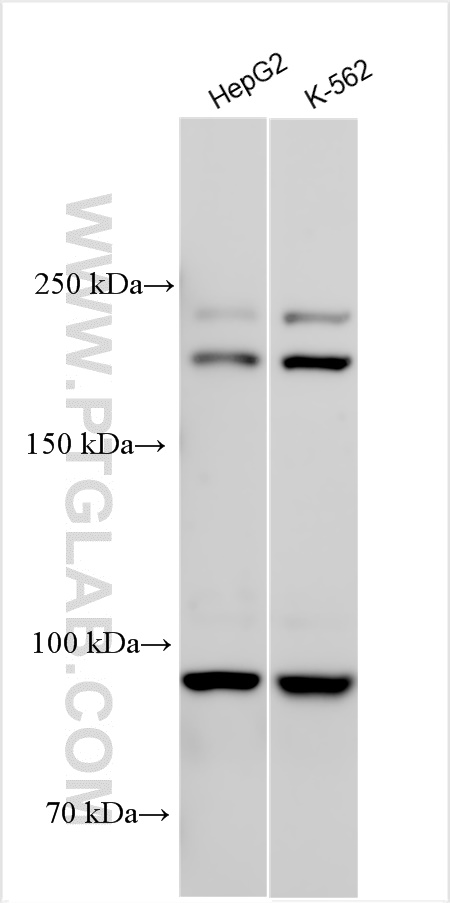 WB analysis using 29984-1-AP