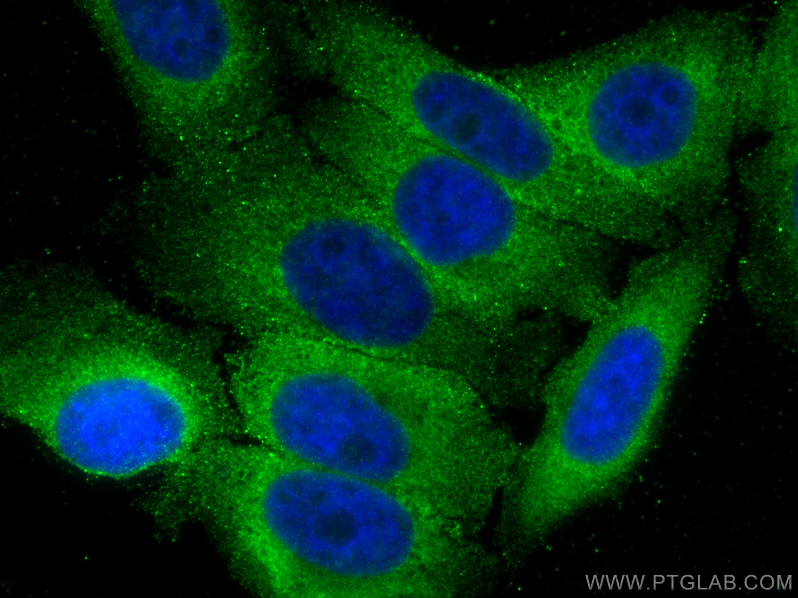 IF Staining of HepG2 using 68375-1-Ig