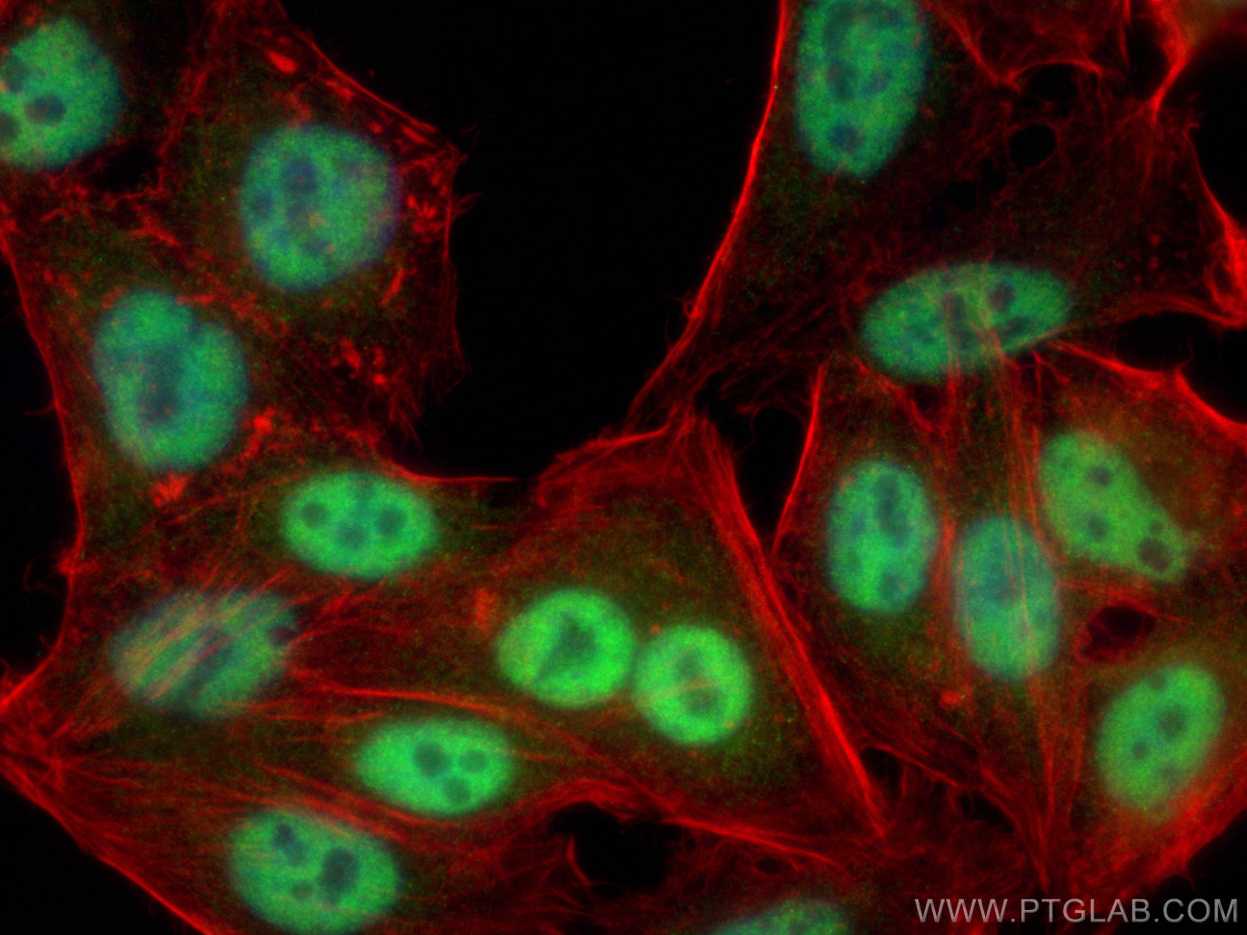 IF Staining of HepG2 using 10183-1-AP