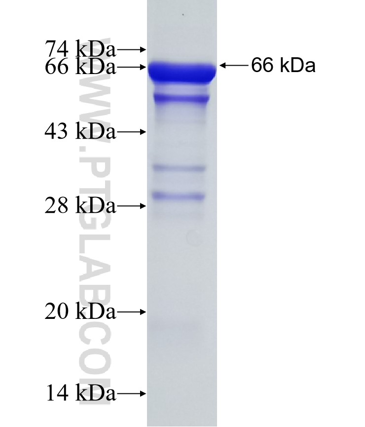 DIS3 fusion protein Ag31711 SDS-PAGE