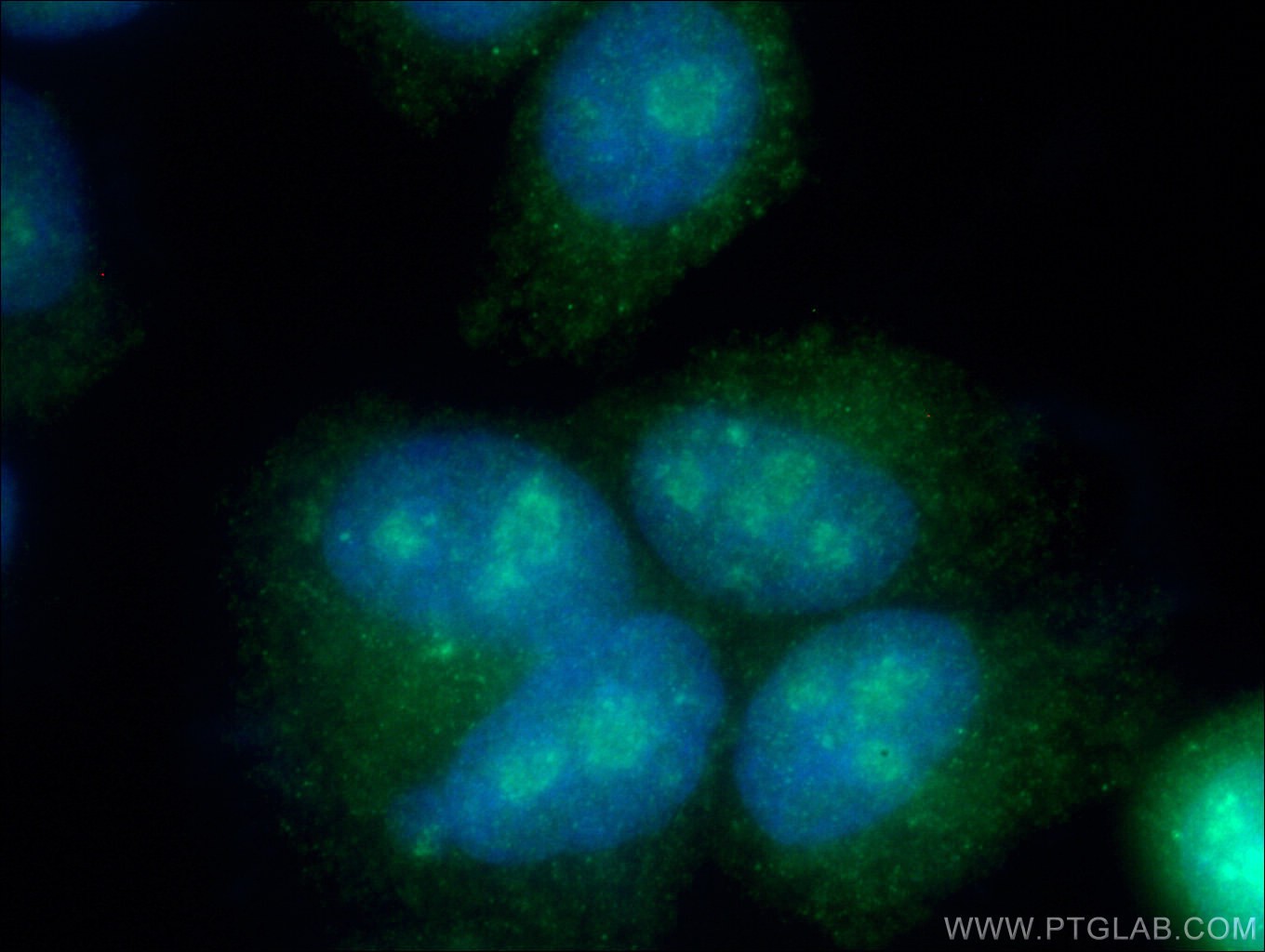 IF Staining of HepG2 using 25420-1-AP