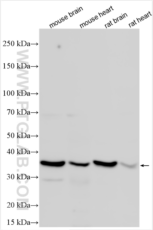 WB analysis using 21112-1-AP