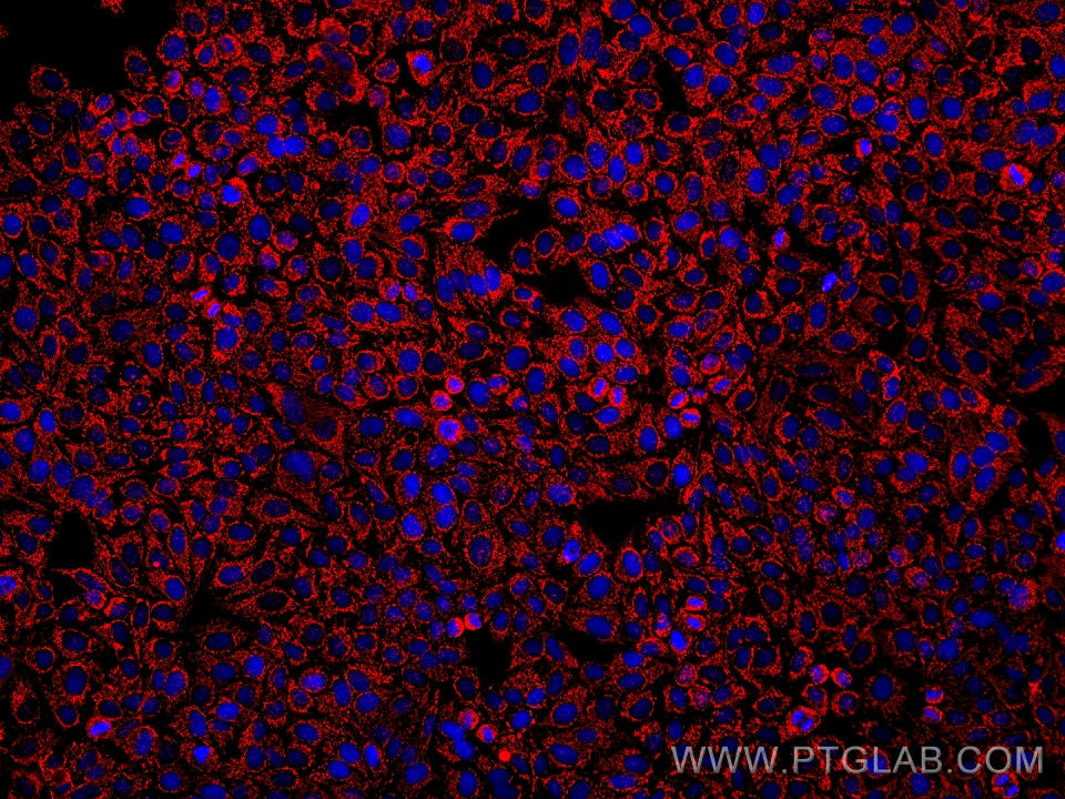 IF Staining of HepG2 using 68303-1-Ig