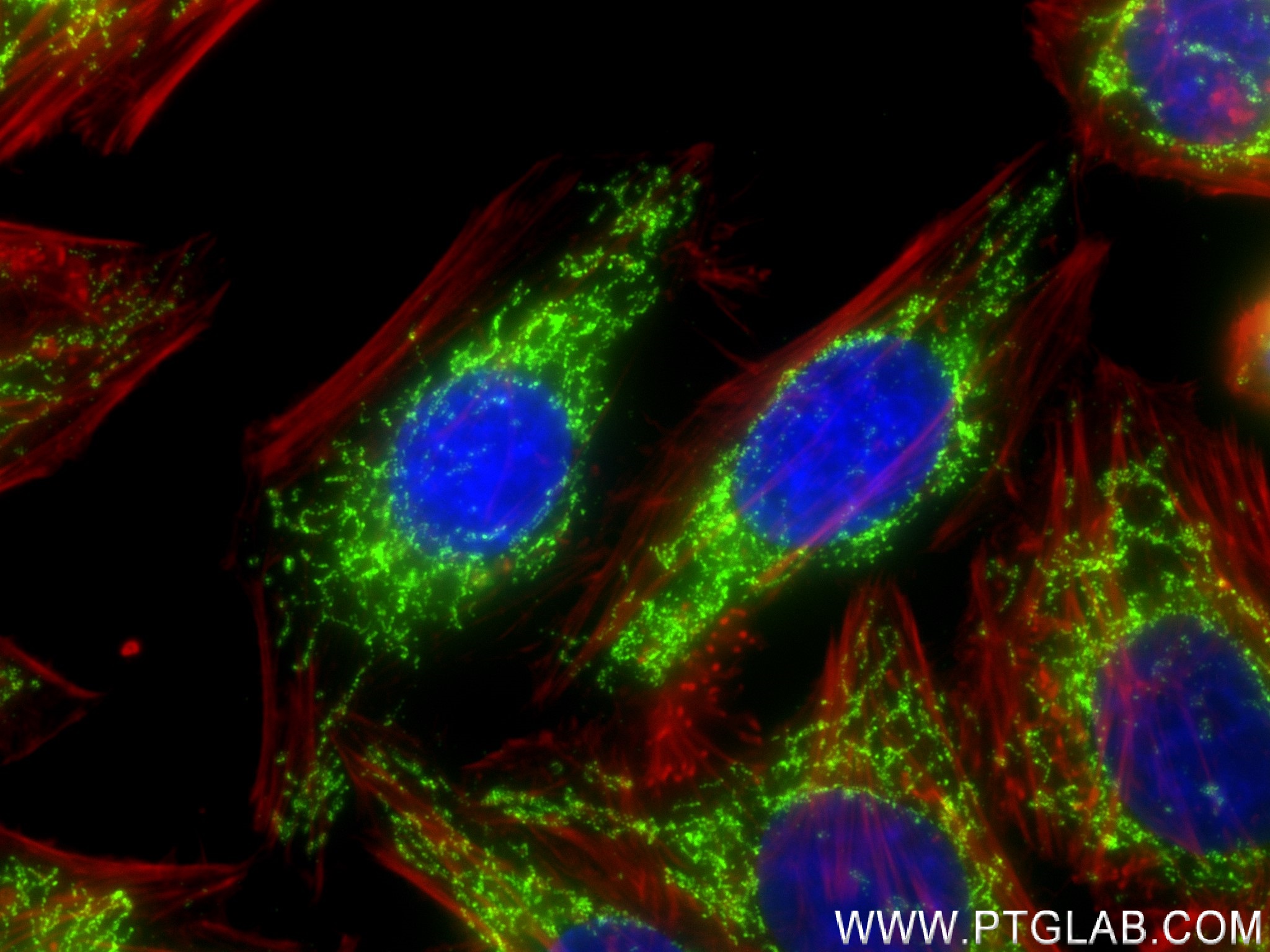 IF Staining of HepG2 using 83654-3-RR