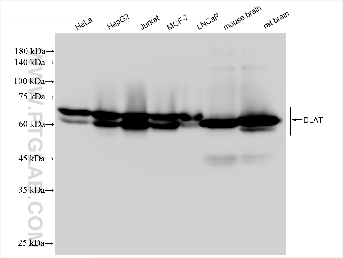 WB analysis using 83654-3-RR