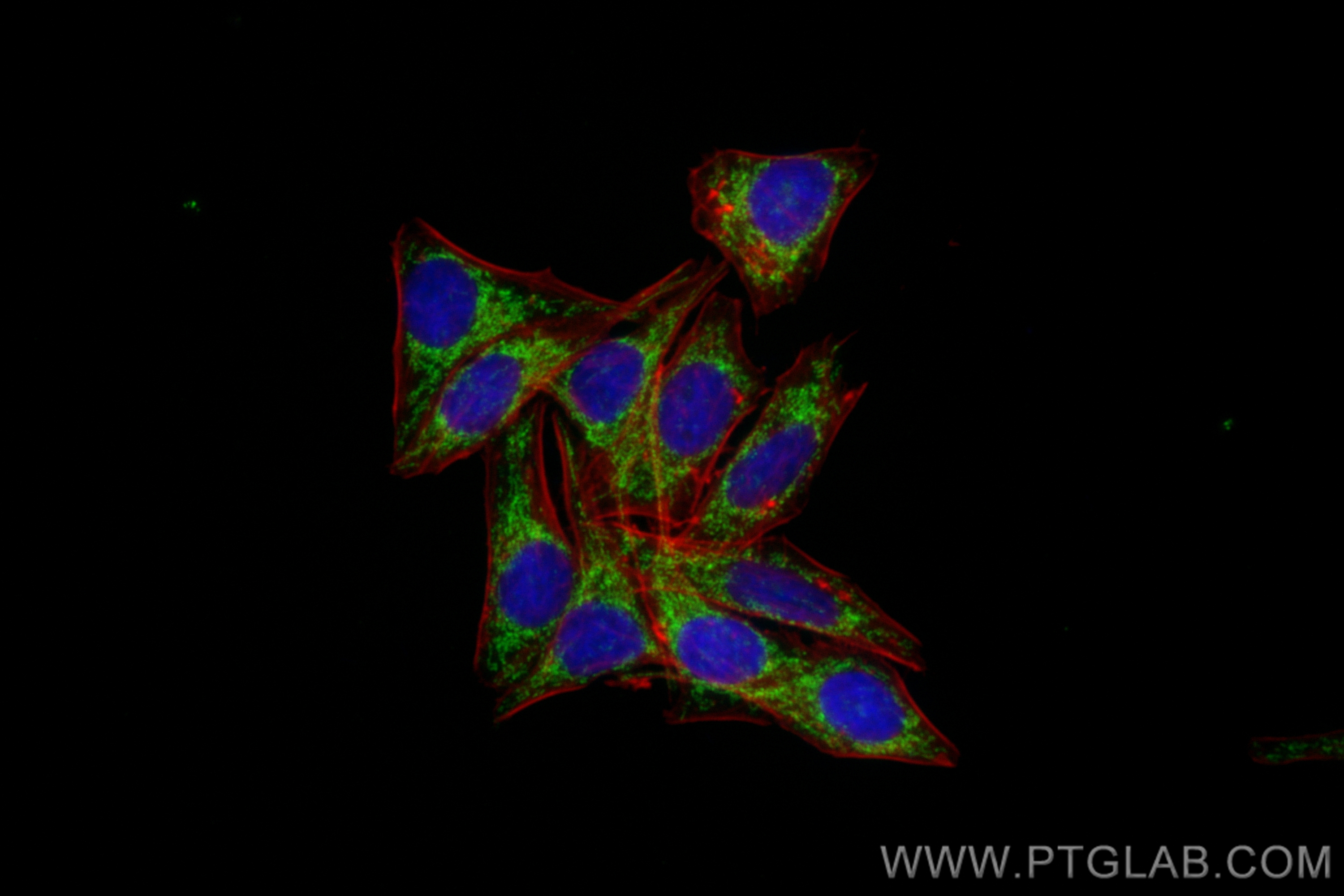 IF Staining of HepG2 using CL488-83654-3